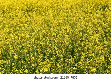 101,998 Yellow rapeseed Images, Stock Photos & Vectors | Shutterstock