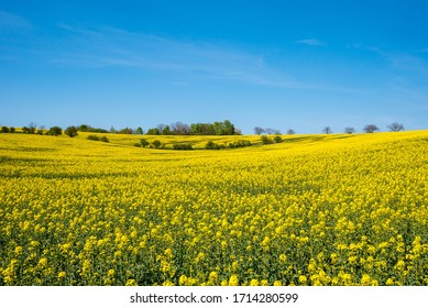 Yellow rapeseed field with deep blue  sky