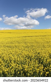 Yellow rapeseed field in Denmark