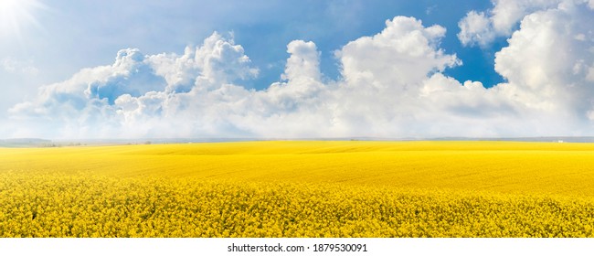 Yellow rapeseed field in the field and picturesque sky with white clouds