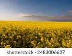 Yellow rapeseed field at the sunset. Sunlight illuminates yellow canola. Agricultural field. Rural landscape