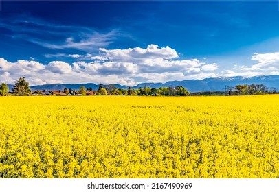 Yellow rapeseed field under a cloudy sky. Rapeseed field landscape. Agriculture rapeseed field. Rapeseed field farm landscape