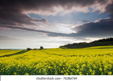 A yellow rapeseed field under a cloudy sky.