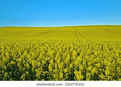 Yellow rapeseed field.The vast expanse of golden-yellow flowers creates a breathtaking scene, with the vibrant colors contrasting against the blue sky above. stretching as far as the eye can see. 