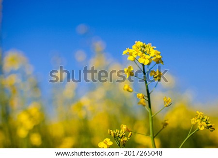 Yellow rapeseed flowers in a field against a blue sky. yellow rapeseed flowers, rape, colza, rapaseed, oilseed, canola, closeup against s sunny blue sky