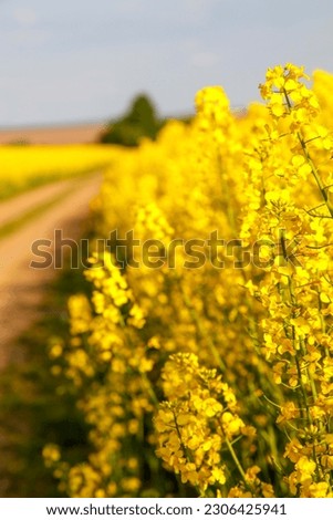 Yellow rapeseed flowers in the sky background. Canola flowers close-up in the field. The concept of nature, agriculture, flora.