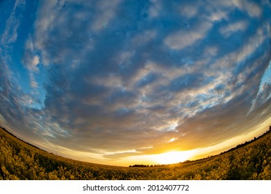 Yellow Rapeseed Grass Shot With A Fisheye Lens Against The Sky. Natural Background.