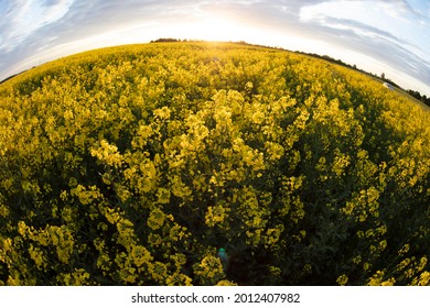 Yellow Rapeseed Grass Shot With A Fisheye Lens Against The Sky. Natural Background.