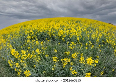 Yellow Rapeseed Grass Shot With A Fisheye Lens Against The Sky. Natural Background.