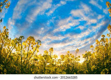 Yellow Rapeseed Grass Shot With A Fisheye Lens Against The Sky. Natural Background.