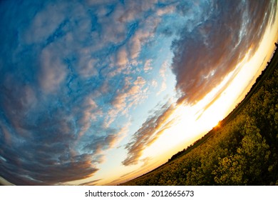 Yellow Rapeseed Grass Shot With A Fisheye Lens Against The Sky. Natural Background.