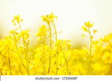 アブラナ の写真素材 画像 写真 Shutterstock