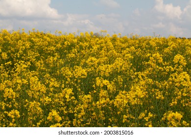 Rapeseed Plantation Images, Stock Photos & Vectors | Shutterstock