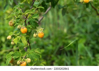 yellow raspberries ripening on a bush in the garden. Raspberry (Latin Rubus idaeus) is a semi—shrub a species of the genus Rubus of the Pink family (Rosaceae). - Shutterstock ID 2203202861