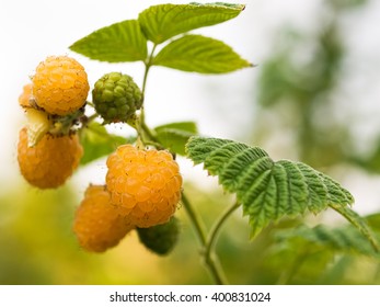 Yellow Raspberry Stock Photo 400831024 | Shutterstock