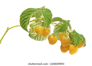 Yellow Raspberry twig with leaves isolated on white background