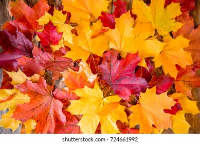 a lot of yellow and red autumn leaves - Shutterstock ID 724661992