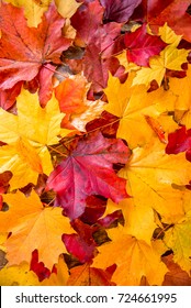 a lot of yellow and red autumn leaves - Shutterstock ID 724661995