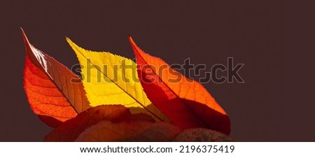 Yellow and red autumn leaves glow in the sun isolated on dark background with copy space. Autumn composition with fallen leaves for seasonal concepts.