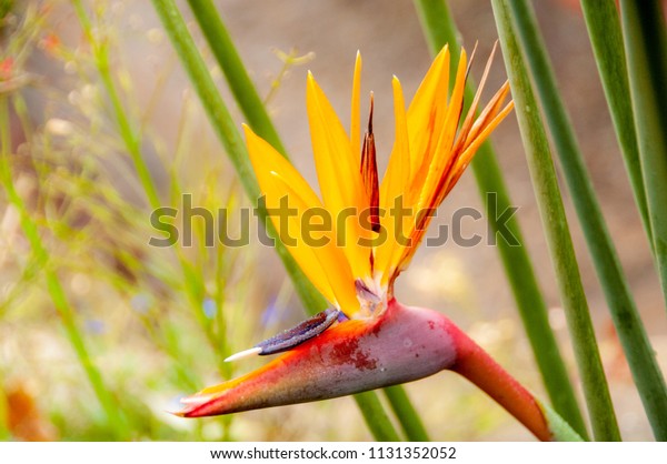 Yellow Red Bird Paradise Flower Botanical Stock Photo Edit Now