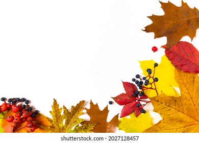 Yellow, red and brown autumn maple, oak leaves, decorated with rowan berries and wild grapes, isolated on white background with copy spase. Fall season concept. Flat lay.