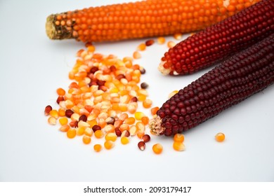 Yellow, red and burgundy corn cobs. on white background with corn kernels. Organic corn cobs. (Turkish: Renkli organik mısır koçanları ve taneleri.)