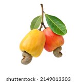 Yellow and red Cashew fruits hanging on branch  isolated on white background.