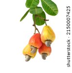 Yellow and red Cashew fruits hanging on branch  isolated on white background.