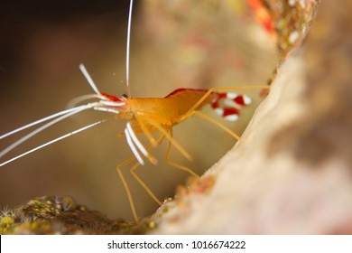 Yellow And Red Cleaner Shrimp 