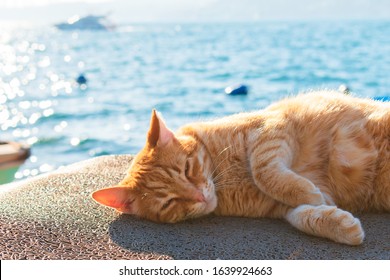 Yellow and red colored cat sitting on the beach. Stray cat sleeping on the beach, fishing dock. Yellow, red and orange stray cat. - Powered by Shutterstock