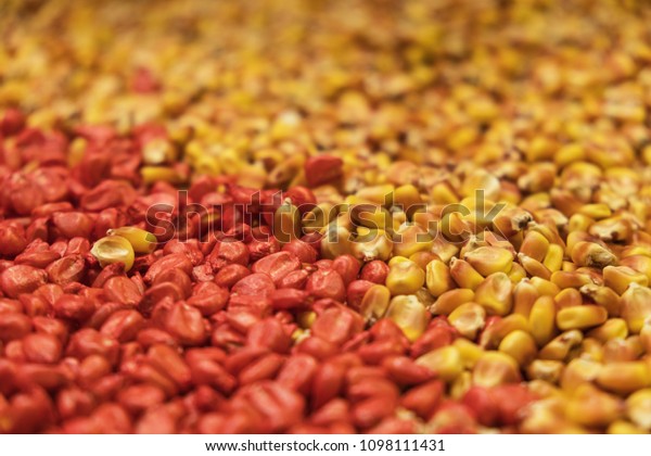 Yellow Red Corn Seeds Forming Beautiful Stock Photo Edit Now Yellow Red Corn Seeds Forming Beautiful Stock Photo Edit Now
