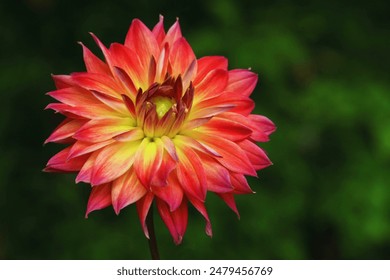 The yellow and red dahlia is a stunning, vibrant flower with bold, contrasting colors and lush petals. - Powered by Shutterstock