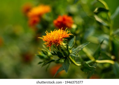 Yellow Red And Dark Red Safflower And Seed Varieties Are Produced From Large Farm Gardens