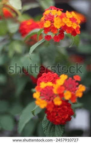 yellow and red flower, green red and yellow Beautiful Flower