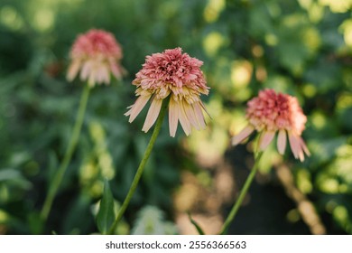 Желтые красные цветы Echinacea Мармелад в саду