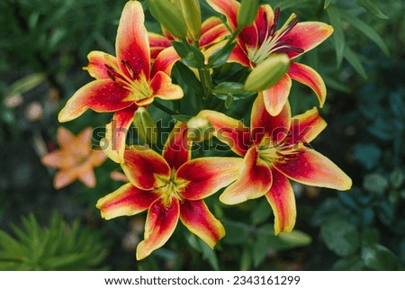 Yellow red flowers Lily orientalis Avalon Sunset in the garden in summer
