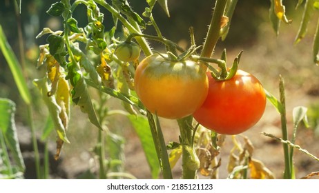 Yellow red and green tomatoes on branches, unripe tomato, ripe tomato. Dry leaves during drought
Ripe tomato, unripe, vegetable growth, vegetable garden, beds, farm, farming, Growing, Fruits. seeds, - Powered by Shutterstock