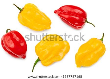 yellow and red habanero chili hot peppers isolated on white background. clipping path