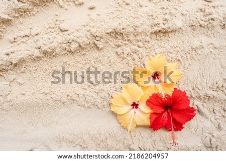 Yellow and red hibiscus on sand beach background.