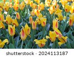 Yellow and red Kaufmanniana tulip (Tulipa) Giuseppe Verdi blooms in a garden in April