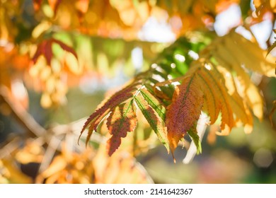 8,771 Red sumac Images, Stock Photos & Vectors | Shutterstock