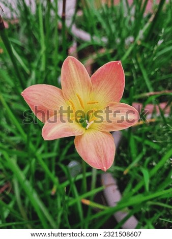 yellow red lily flowers and green leafs isolated.
