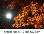 Yellow red maple leaves at night in the light of a street lamp. Autumn night scenery.