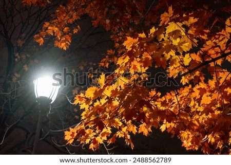 Similar – Image, Stock Photo Street light in dark night