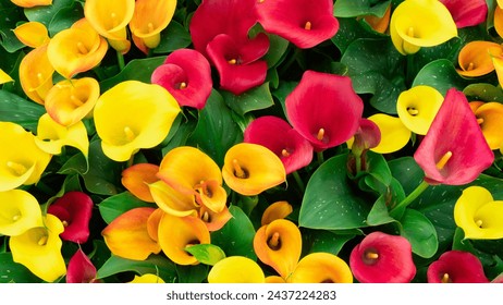 Yellow, red and orange calla lilies close-up view from above. A variety of calla lilies with variegated leaves. Floral background with copy space. Inflorescences of calla lilies close up.  - Powered by Shutterstock