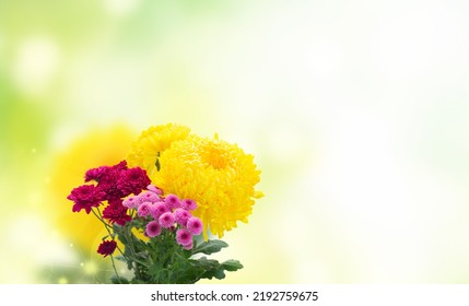 Yellow, Red And Pink Mum Flowers Over Defocused Garden Background