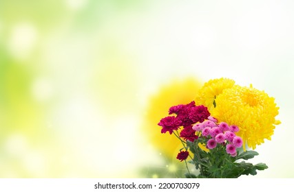 Yellow, Red And Pink Mum Flowers Over Defocused Garden Background