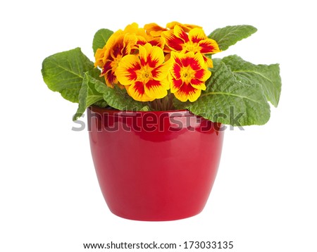 Yellow and red primrose in red pot isolated on white