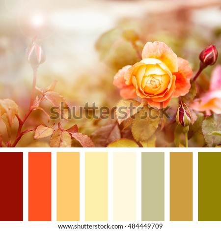 Yellow and red roses in sunlight, in a colour palette with complimentary colour swatches.
