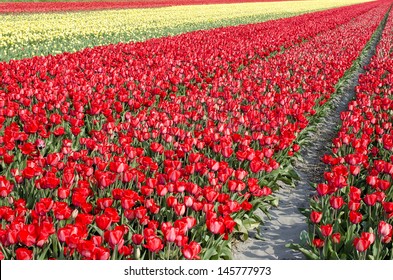 Yellow And Red Tulips In A Great Tulip Field Near Amsterdam